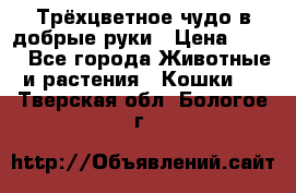 Трёхцветное чудо в добрые руки › Цена ­ 100 - Все города Животные и растения » Кошки   . Тверская обл.,Бологое г.